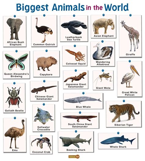 [Solved] What is the largest 5.